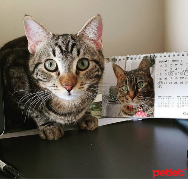 Tekir Kedi, Kedi  Minnoş fotoğrafı