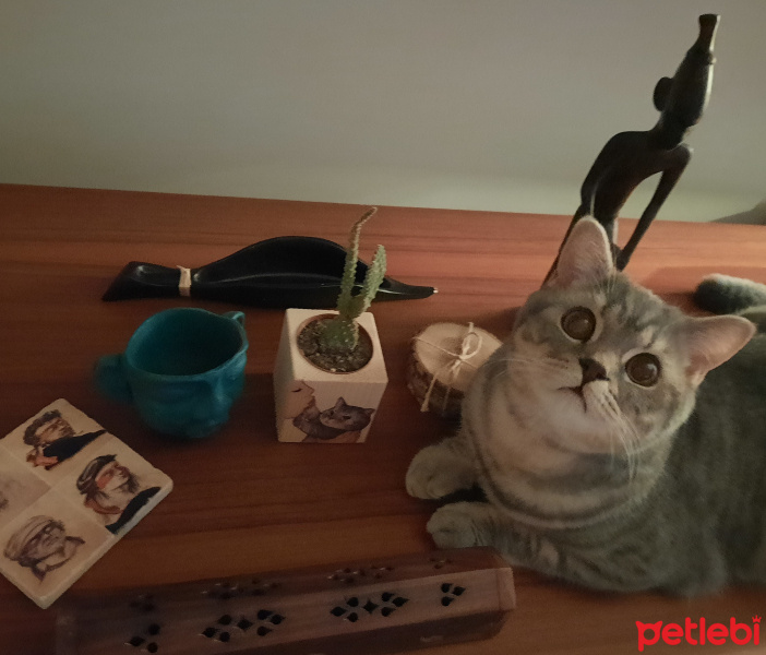 Scottish Fold, Kedi  Zeus fotoğrafı