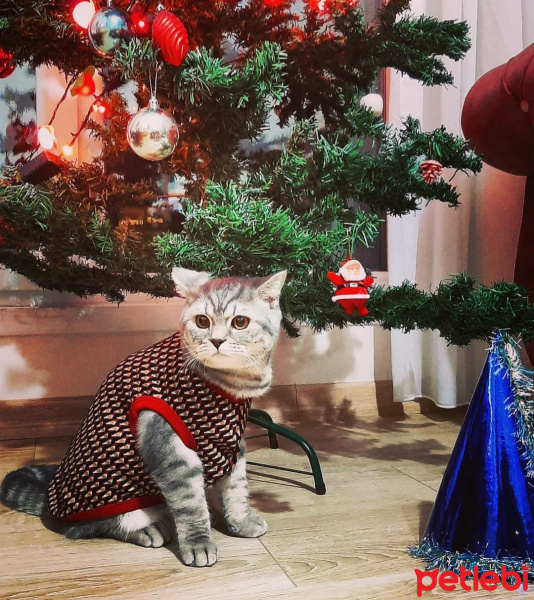 Scottish Fold, Kedi  Zeus fotoğrafı