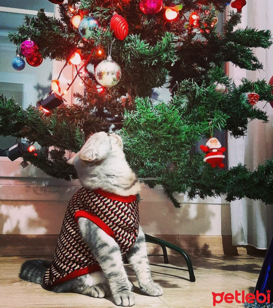 Scottish Fold, Kedi  Zeus fotoğrafı