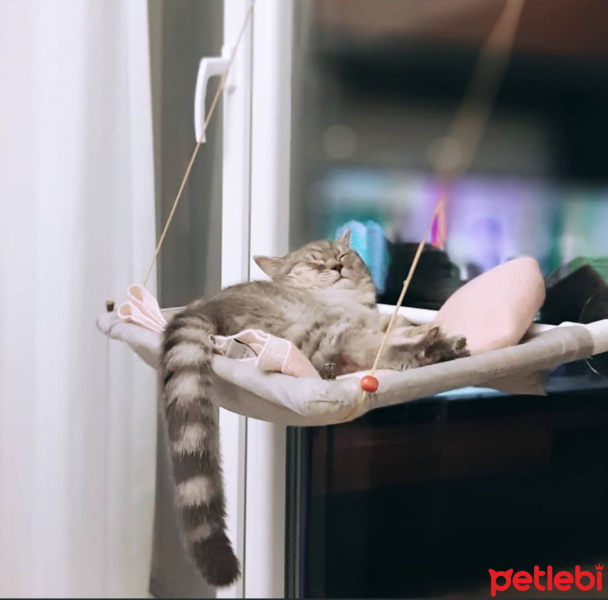 Scottish Fold, Kedi  Zeus fotoğrafı