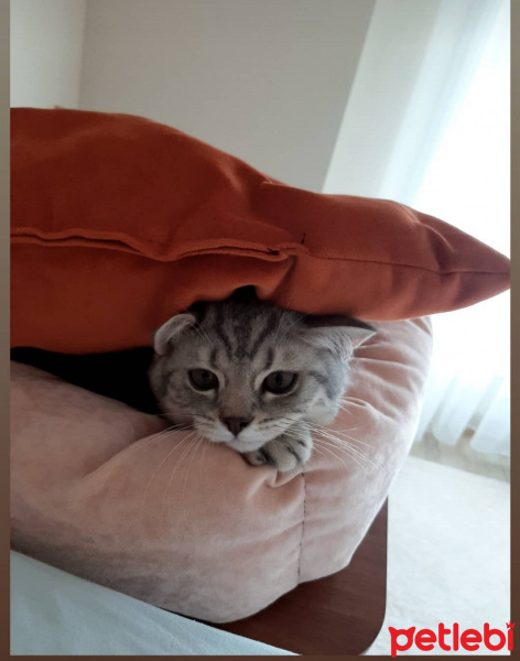 Scottish Fold, Kedi  Zeus fotoğrafı