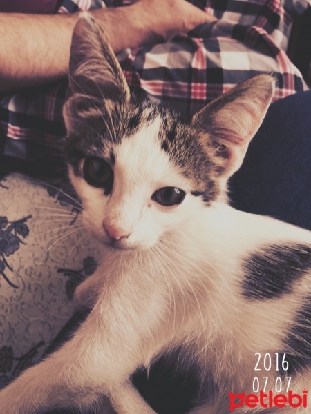 Tekir Kedi, Kedi  somon fotoğrafı