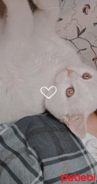 British Shorthair, Kedi  Pamuk fotoğrafı