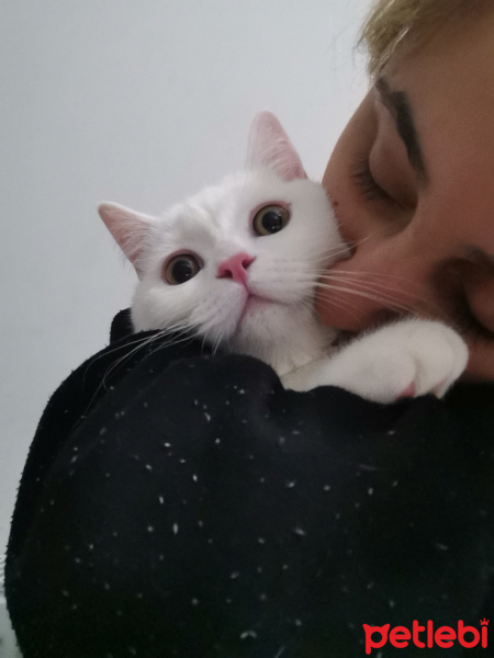 British Shorthair, Kedi  Pamuk fotoğrafı