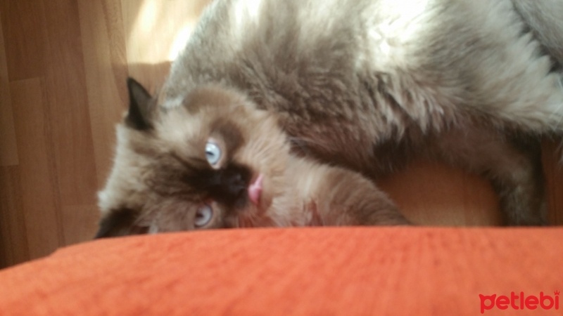 Himalayan, Kedi  Kırpık  fotoğrafı