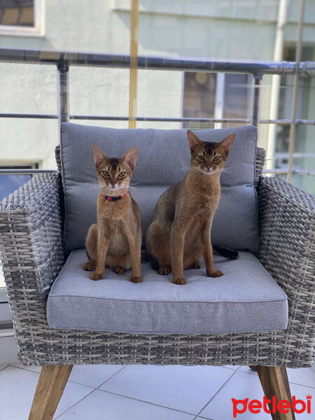 Abyssinian, Kedi  Cici fotoğrafı