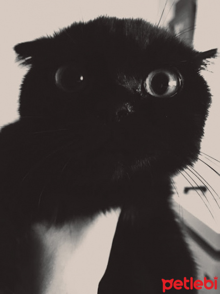 Scottish Fold, Kedi  Gece fotoğrafı