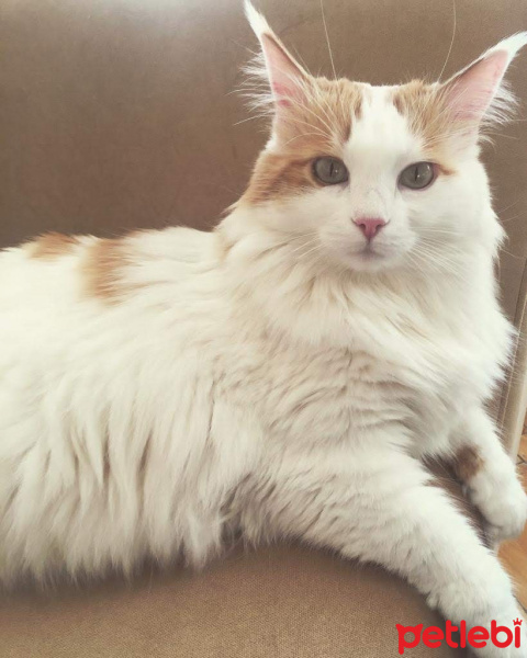 Ankara Kedisi, Kedi  BALIM fotoğrafı
