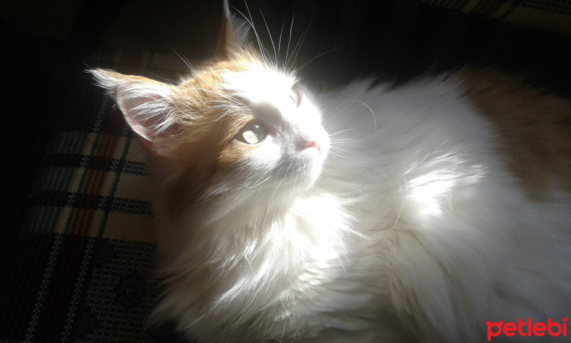 Ankara Kedisi, Kedi  BALIM fotoğrafı