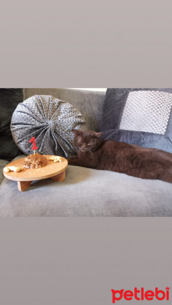 British Shorthair, Kedi  Şila fotoğrafı