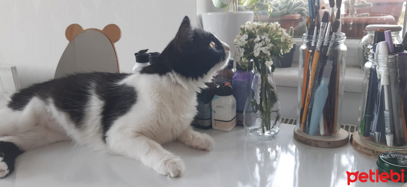 Tekir Kedi, Kedi  zeytin fotoğrafı