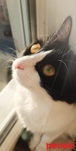 Tekir Kedi, Kedi  zeytin fotoğrafı