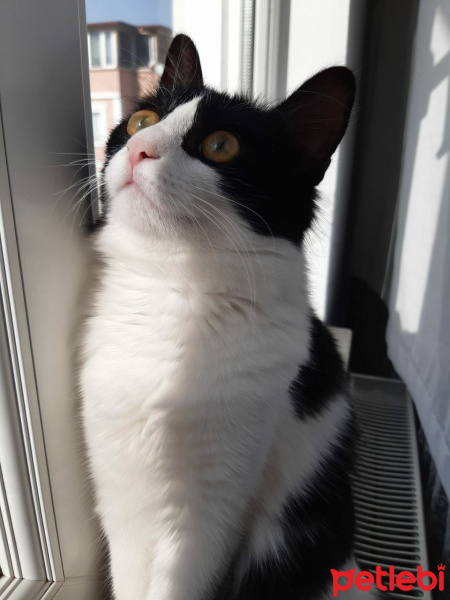 Tekir Kedi, Kedi  zeytin fotoğrafı