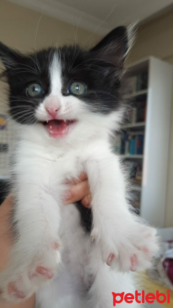Tekir Kedi, Kedi  zeytin fotoğrafı
