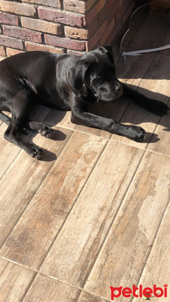 Cane Corso Italiano, Köpek  Suzi fotoğrafı