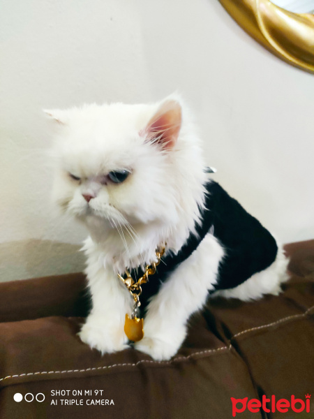 Exotic Shorthair, Kedi  Luna fotoğrafı