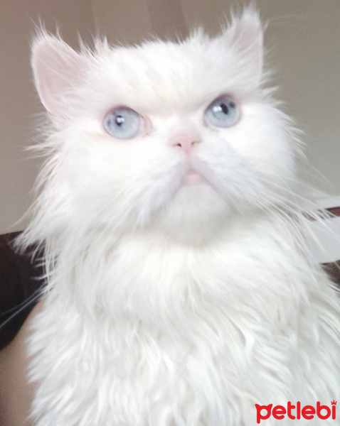 Exotic Shorthair, Kedi  Luna fotoğrafı