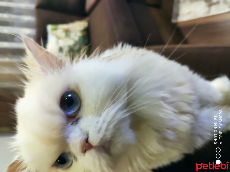 Exotic Shorthair, Kedi  Luna fotoğrafı