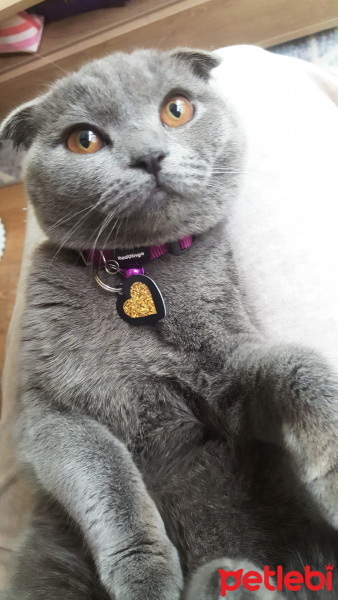 Scottish Fold, Kedi  Malibu fotoğrafı