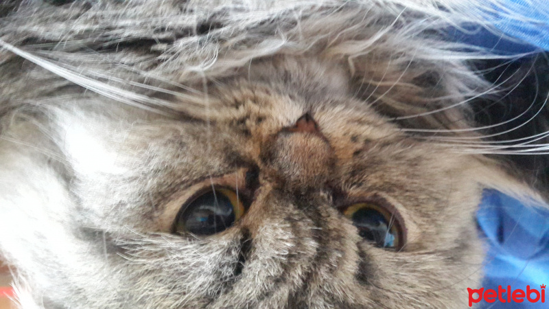 Chinchilla, Kedi  Çakıl fotoğrafı