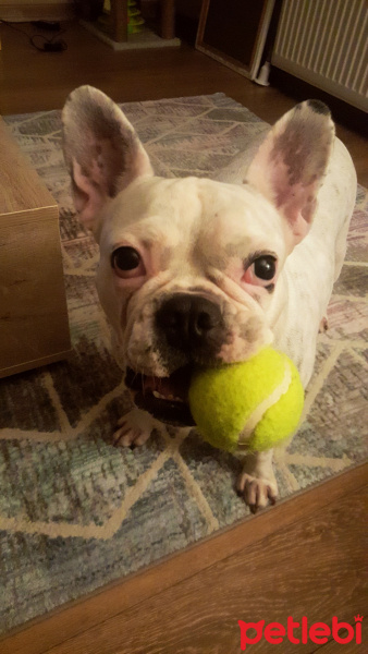 Fransız Bulldog, Köpek  Gubıl fotoğrafı