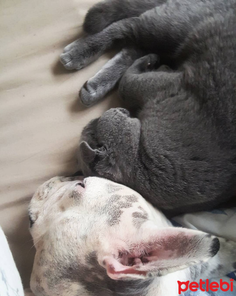 Fransız Bulldog, Köpek  Gubıl fotoğrafı