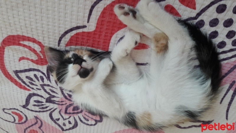 Tekir Kedi, Kedi  Karamel  fotoğrafı
