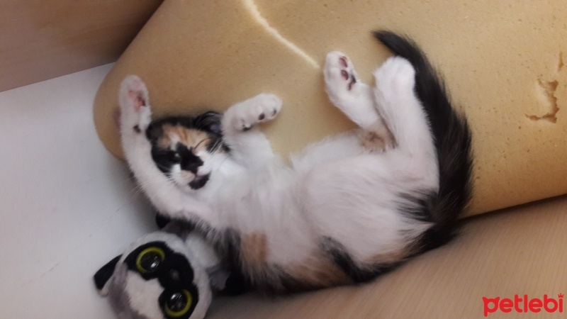 Tekir Kedi, Kedi  Karamel  fotoğrafı