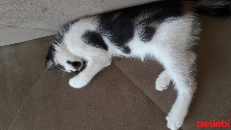 Tekir Kedi, Kedi  Karamel  fotoğrafı
