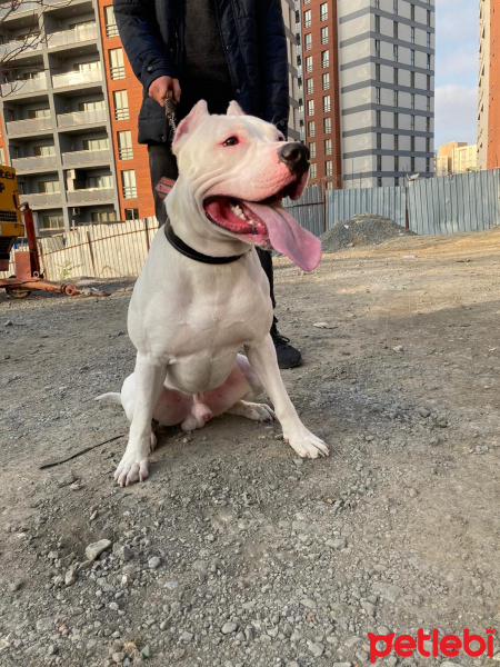 Dogo Arjantin, Köpek  Boyka fotoğrafı