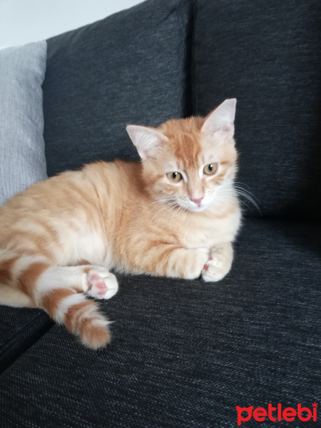 Sarman, Kedi  Ponpon fotoğrafı