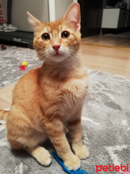 Sarman, Kedi  Ponpon fotoğrafı