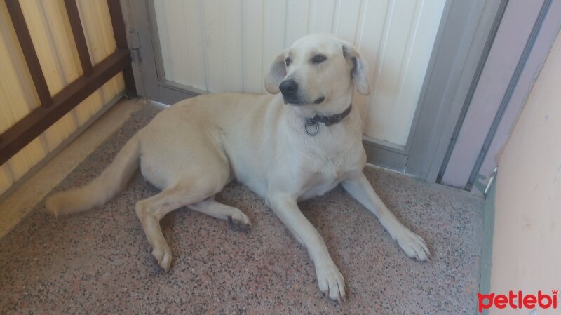 Labrador Retriever, Köpek  goldi fotoğrafı