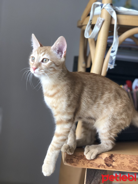 Sarman, Kedi  Porti fotoğrafı