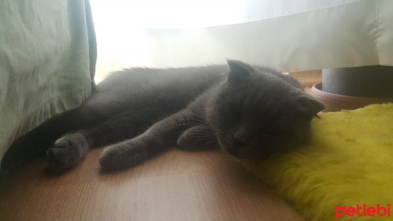 Scottish Fold, Kedi  Sıdıka ve safinaz fotoğrafı