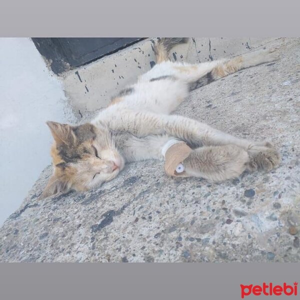 Tekir Kedi, Kedi  Prenses fotoğrafı