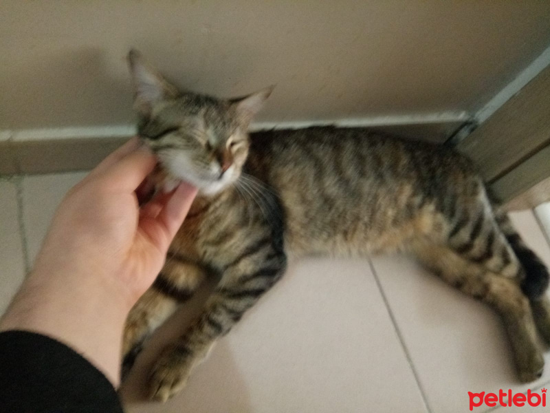 Tekir Kedi, Kedi  pınar fotoğrafı