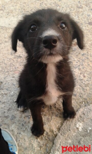 Alman Çoban Köpeği, Köpek  Peynir fotoğrafı