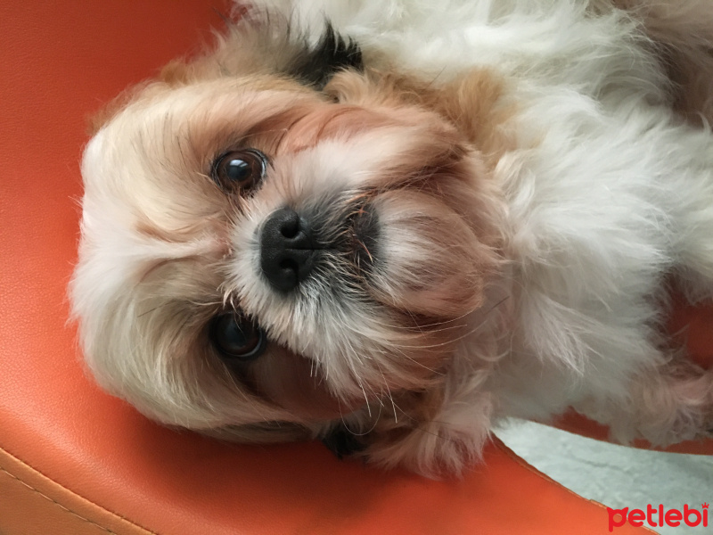 Shih Tzu, Köpek  Toffie fotoğrafı