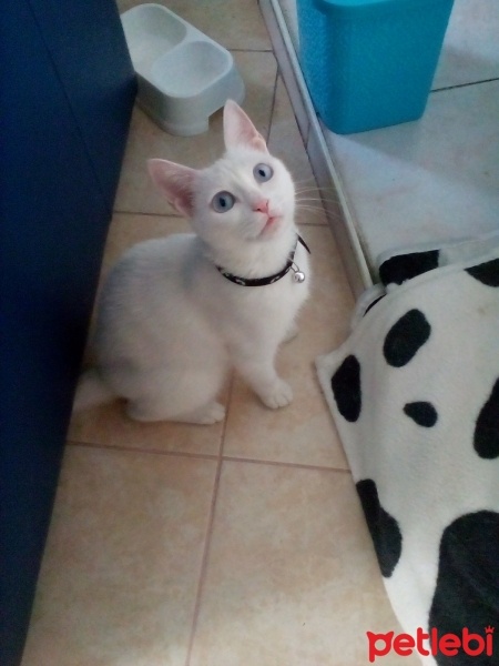 Ankara Kedisi, Kedi  Karla , klara , karlos fotoğrafı