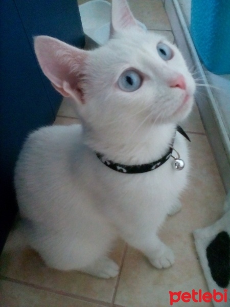 Ankara Kedisi, Kedi  Karla , klara , karlos fotoğrafı