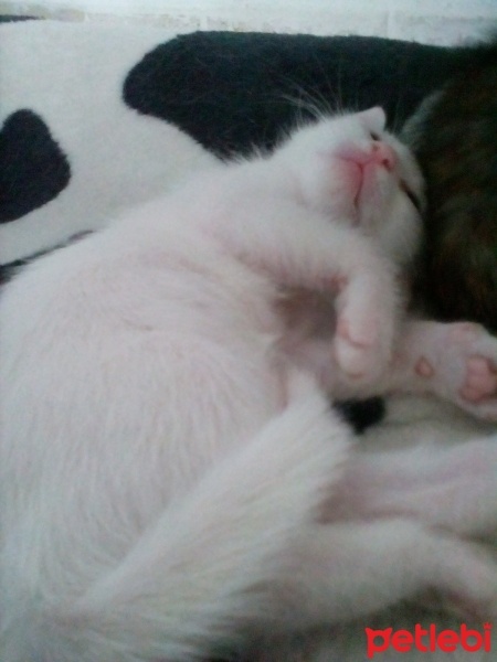 Ankara Kedisi, Kedi  Karla , klara , karlos fotoğrafı