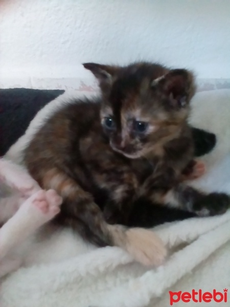 Ankara Kedisi, Kedi  Karla , klara , karlos fotoğrafı