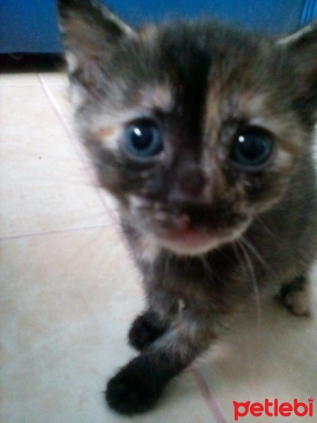 Ankara Kedisi, Kedi  Karla , klara , karlos fotoğrafı