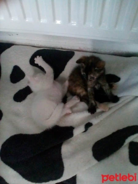 Ankara Kedisi, Kedi  Karla , klara , karlos fotoğrafı