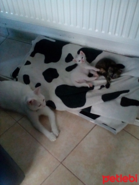 Ankara Kedisi, Kedi  Karla , klara , karlos fotoğrafı