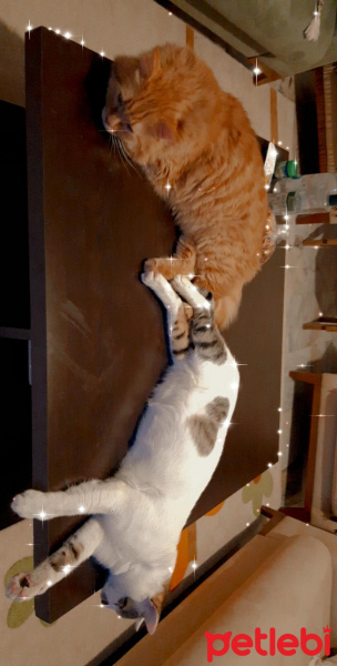 Chinchilla, Kedi  Balım fotoğrafı