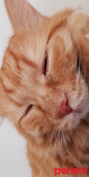 Chinchilla, Kedi  Balım fotoğrafı