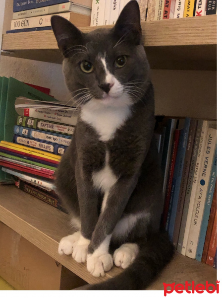 Korat, Kedi  Çakıl fotoğrafı